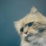 Rekomendasi Makanan Kucing Persia Terbaik