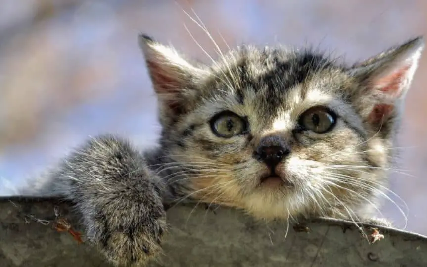 Rekomendasi Makanan Kucing Umur 2 Bulan Terbaik