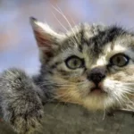 Rekomendasi Makanan Kucing Umur 2 Bulan Terbaik