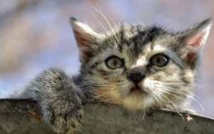 Rekomendasi Makanan Kucing Umur 2 Bulan Terbaik