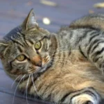 Rekomendasi Makanan Kucing Untuk Gemuk Terbaik