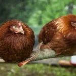 Rekomendasi Pakan Alternatif Ayam Broiler