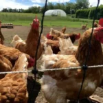 Rekomendasi Pakan Ayam Petelur Pabrikan Terbaik