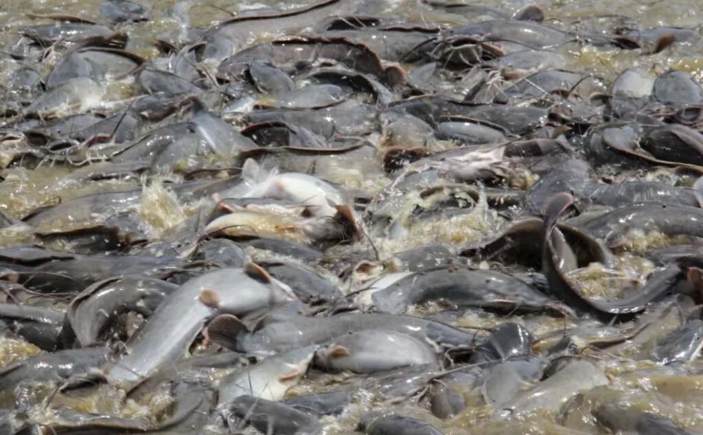 Teknik Budidaya Pembesaran Ikan Lele
