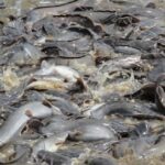 Teknik Budidaya Pembesaran Ikan Lele