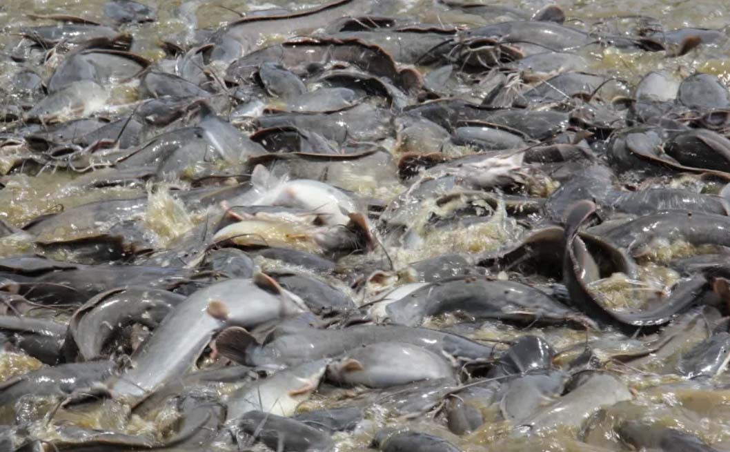 Budidaya dan Pembesaran Ikan Lele: Teknik dan Proses