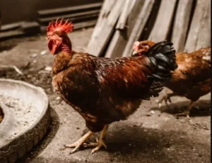Tips Cara Menghemat Pakan Ayam Broiler