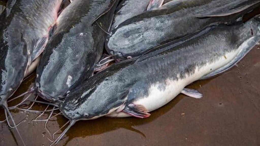 Usaha Budidaya Ikan Lele Dumbo di Kolam Terpal