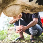 Seimbangkan Energi dan Protein Pakan pada Periode Golden Time Sapi Perah